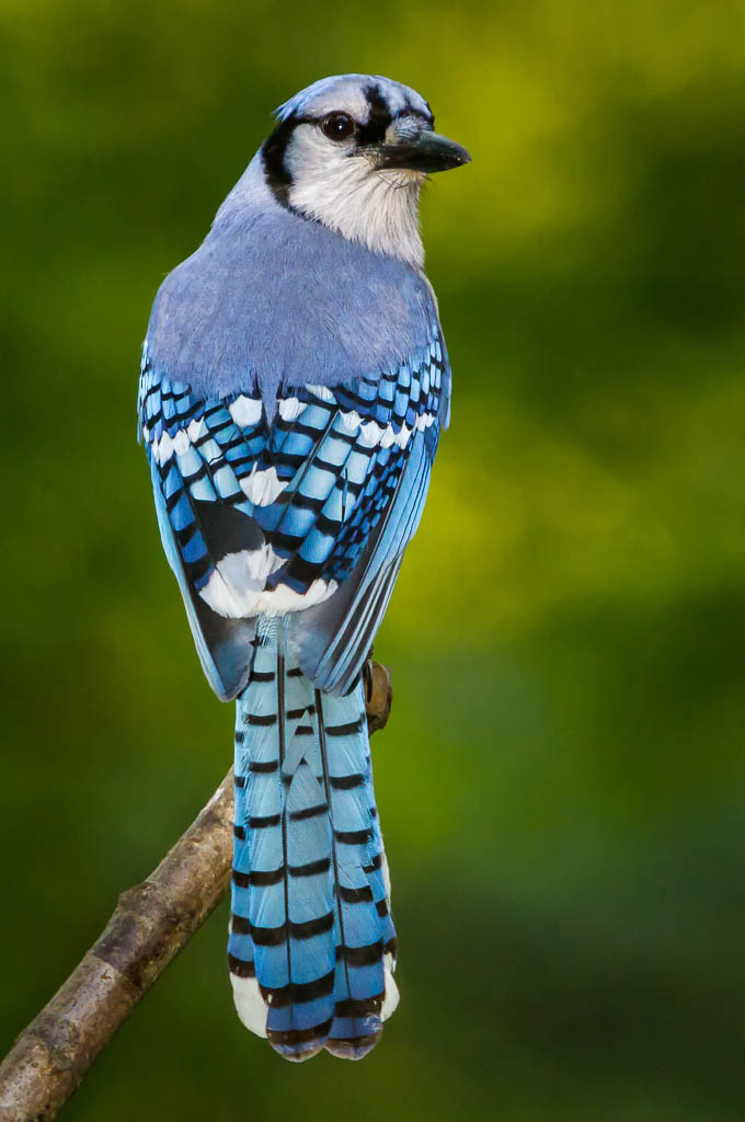 Blue Jay Feathers